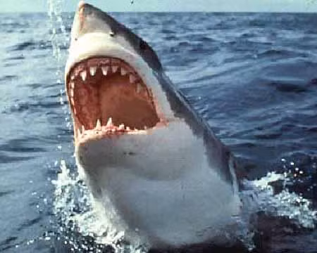 Xác suất con người bị "xóa sổ" cũng lớn hơn khả năng một người bị cá mập tấn công là 1/650.000.