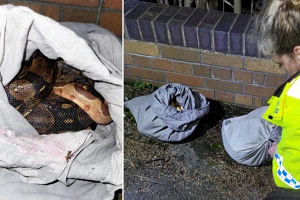 Nguoi nhat rac soc vi thay 4 con tran trong vo goi ben duong