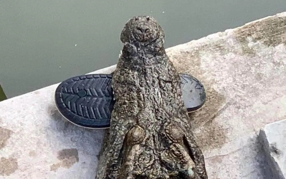 Campuchia: Ngã vào chuồng cá sấu, chủ trang trại bị 40 con “cắn xé” ăn thịt - Hình 2 Campuchia: Nga vao chuong ca sau, chu trang trai bi 40 con “can xe” an thit-Hinh-2