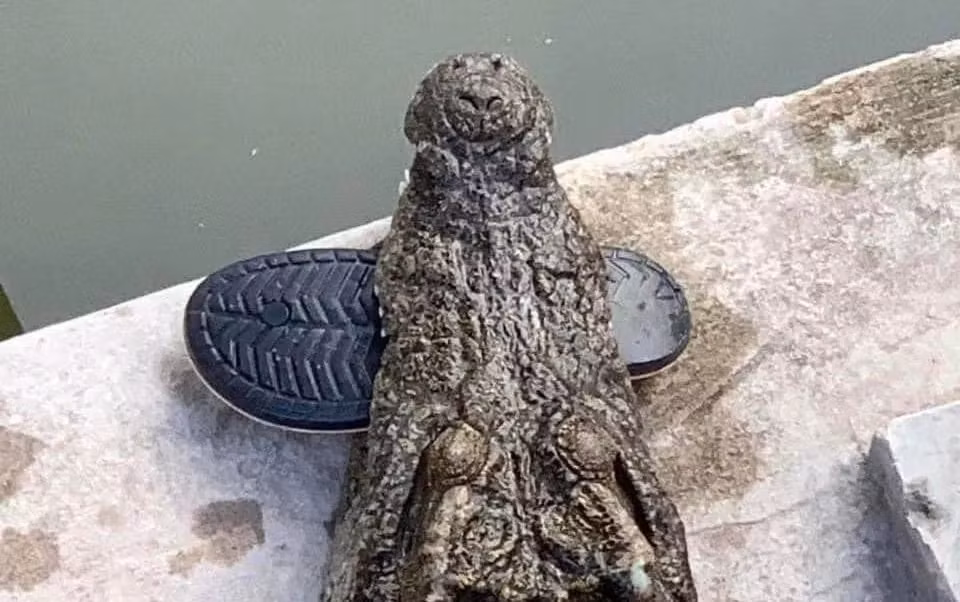 Campuchia: Nga vao chuong ca sau, chu trang trai bi 40 con “can xe” an thit-Hinh-2