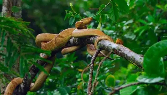 Theo các chuyên gia cho rằng việc hiện diện của loài rắn hổ lục đầu vàng kịch độc trên đảo là kết quả của mực nước biển dâng cao. Khoảng 10.000 năm trước, Đảo Rắn từng là một phần đất liền của Brazil nhưng khi nước biển dâng cao, nó đã tách ra và biến thành hòn đảo như ngày nay.