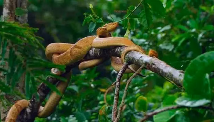 Theo các chuyên gia cho rằng việc hiện diện của loài rắn hổ lục đầu vàng kịch độc trên đảo là kết quả của mực nước biển dâng cao. Khoảng 10.000 năm trước, Đảo Rắn từng là một phần đất liền của Brazil nhưng khi nước biển dâng cao, nó đã tách ra và biến thành hòn đảo như ngày nay.