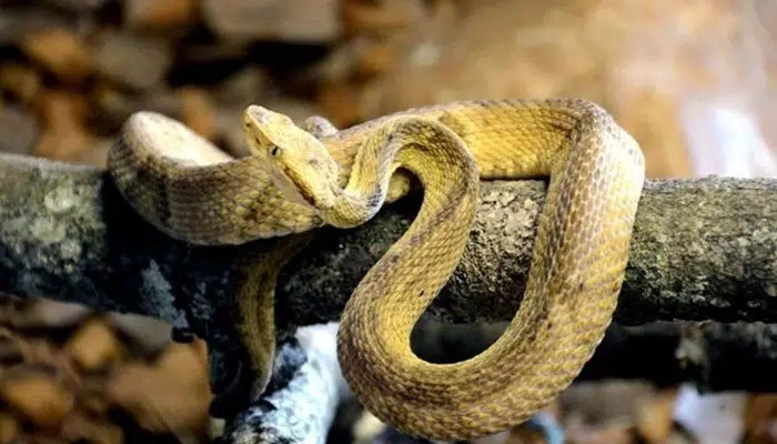 Ngoài số lượng rắn khổng lồ, hòn đảo này còn không có nguồn nước uống nào. Nhiệt độ rất cao và việc lên bờ rất phức tạp vì bờ biển của nó đầy vách đá.