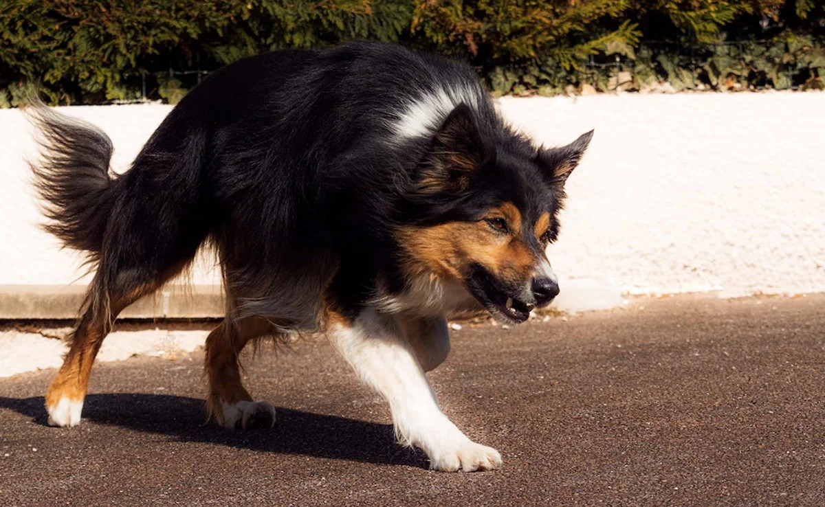 Bé gái 6 tuổi bị chó tấn công, cảnh sát thu giữ 17 con chó Be gai 6 tuoi bi cho tan cong, canh sat thu giu 17 con cho