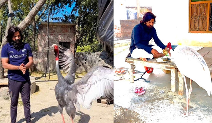 Con seu hoang khong chiu roi an nhan cuu mang nua buoc