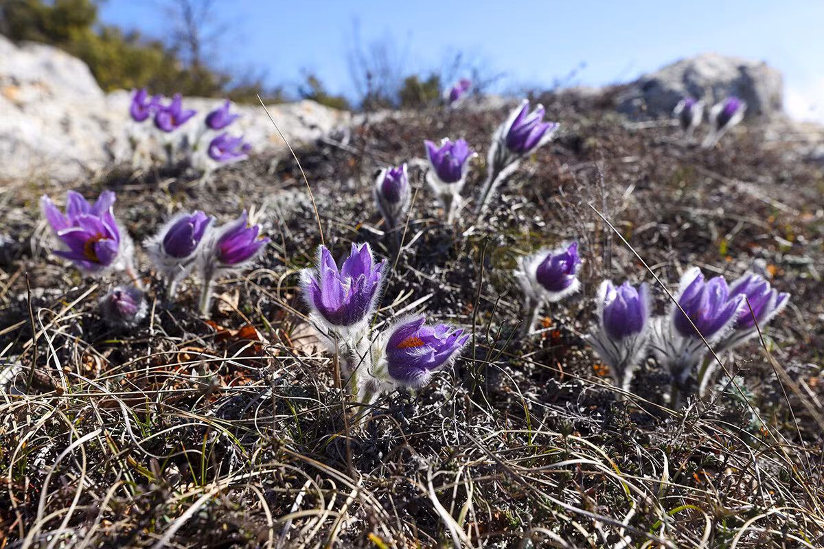 Có rất nhiều hoa và màu sắc trên bờ Biển Đen. Ví dụ, Pulsatilla patens (hay còn gọi là pasqueflower phương Đông), còn được gọi phổ biến là “cỏ trong mơ” ở Nga.