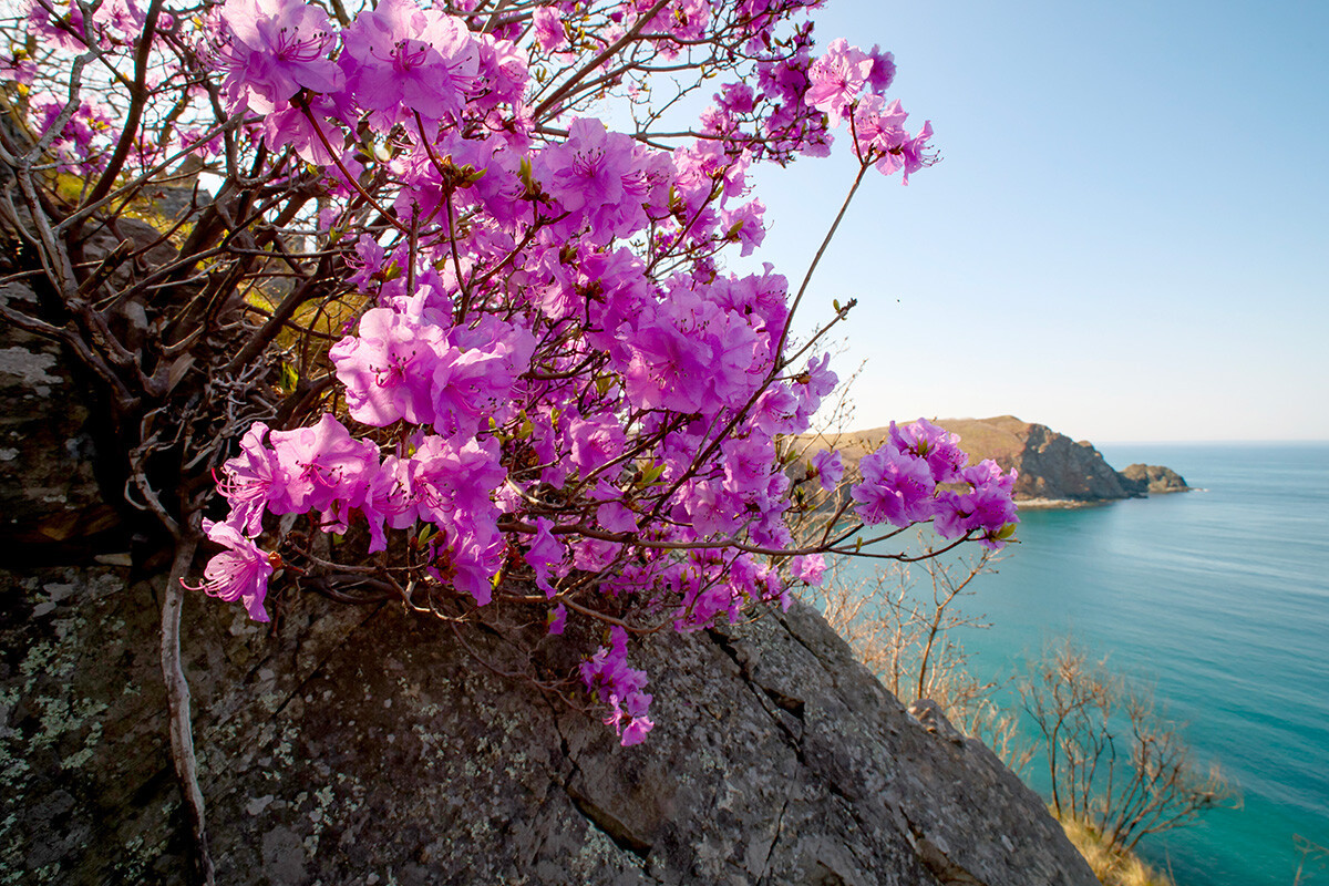 Ở lãnh thổ Primorsky thuộc vùng Viễn Đông của Nga, người ta tin rằng khi hoa đỗ quyên nở rộ, mùa xuân cuối cùng đã đến! Ảnh: TASS.