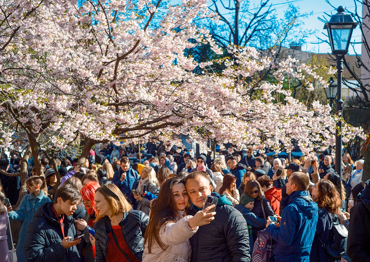 Những bông hoa bắt đầu nở rộ ở phía bắc St. Petersburg. Người dân địa phương hân hoan trước màu sắc của hoa anh đào Nhật Bản sau một mùa đông xám xịt và không có nắng.