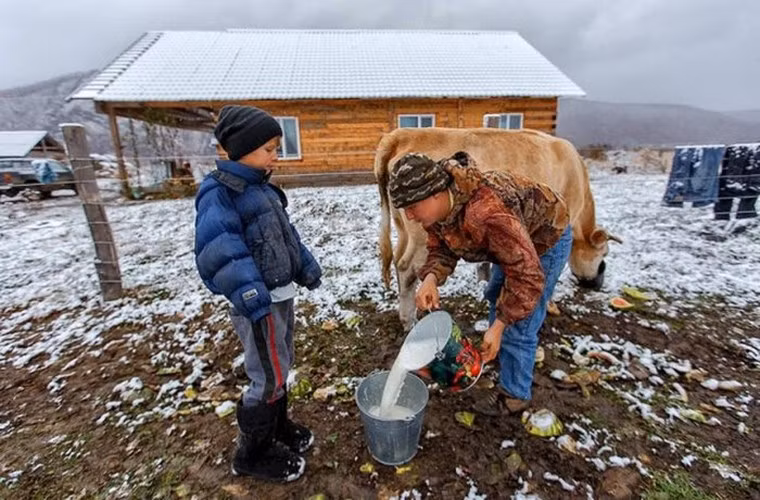 Sữa bò là một trong những nguồn thực phẩm chính của người dân nơi đây.