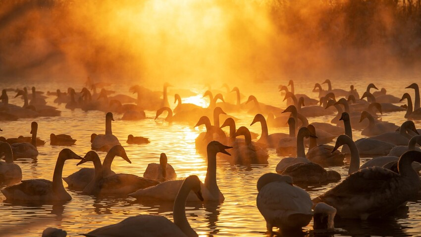 Hồ Svetloe, cách làng Urazhaynoe khoảng 3 km, thuộc Siberia, nơi nổi tiếng với mùa đông khắc nghiệt. Do tiếng thiên nga hú liên tục vang lên (có tiếng kêu đặc trưng), người dân địa phương đã đặt tên nơi này là hồ thiên nga.