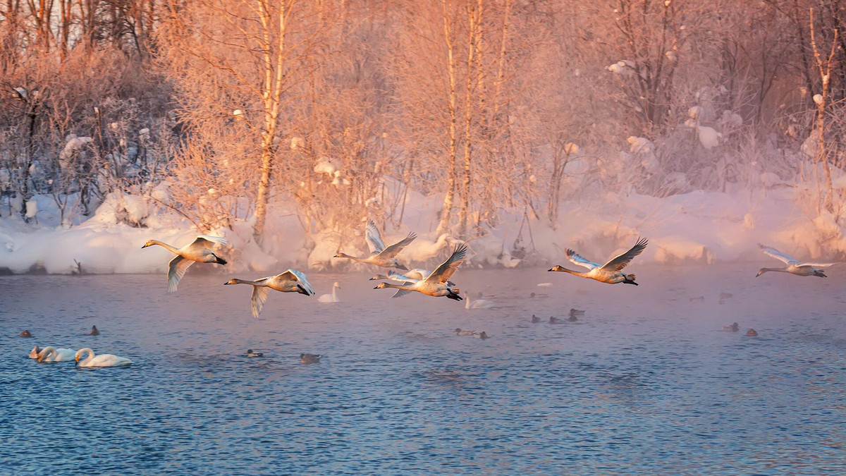 Những con thiên nga đầu tiên xuất hiện vào năm 1967, chỉ có 15 con. Nhưng mỗi năm lại có nhiều hơn.