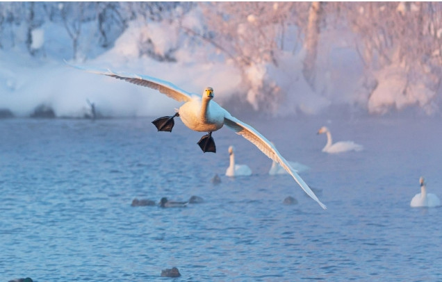 Ngoài thiên nga, hồ Svetloe còn trở thành nơi ẩn náu mùa đông của vài nghìn con vịt - đó là lý do tại sao nó được biến thành khu bảo tồn thiên nhiên.