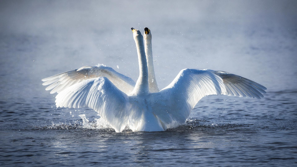 Bản thân hồ Svetloe không lớn, chỉ dài chưa đến một km, với chiều rộng chỉ 400 mét và độ sâu chỉ hai mét. Nước trong đến nỗi tên chính thức của hồ thực sự là 'Svetloe' ('ánh sáng').