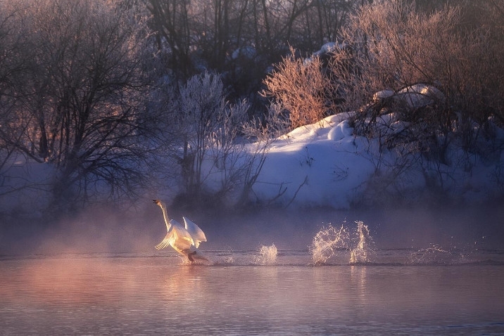 Hồ thiên nga rất phổ biến với khách du lịch: những con chim khổng lồ kết hợp hài hòa với phong cảnh mùa đông.