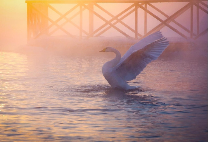 Tất cả các loài chim ở hồ thiên nga được cho ăn và bảo vệ. Khoảng 25 tấn ngũ cốc và thức ăn được tiêu thụ mỗi mùa.