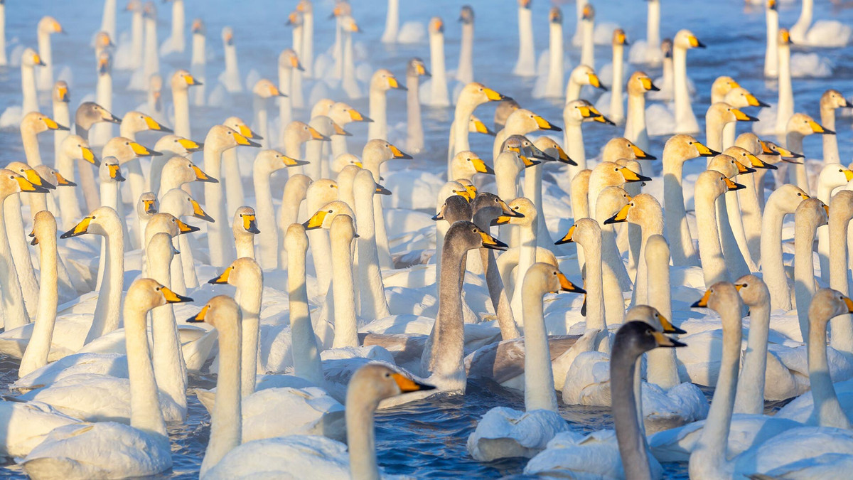 Đây là một hồ nước rất đặc biệt. Mặc dù nhiệt độ có thể giảm mạnh xuống -30°C ở khắp nơi, nhưng bề mặt của hồ Svetloe không hề bị đóng băng, giữ ở mức +4°C không đổi. Tất cả là nhờ vô số suối nước nóng nằm bên dưới.