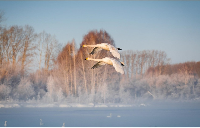 Khu bảo tồn có một số đài quan sát cách đàn chim một khoảng cách an toàn. Một trong số chúng cao 5 mét và nhìn ra toàn bộ hồ. Ảnh: Legion Media.