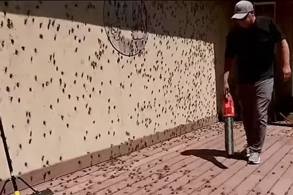 Mỹ: Côn trùng dày đặc khắp nơi khiến người dân khiếp sợ My: Con trung day dac khap noi khien nguoi dan khiep so