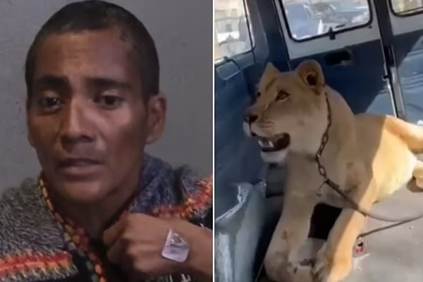 Bị sư tử tấn công, người phụ nữ liều mạng cắn lại con vật Bi su tu tan cong, nguoi phu nu lieu mang can lai con vat