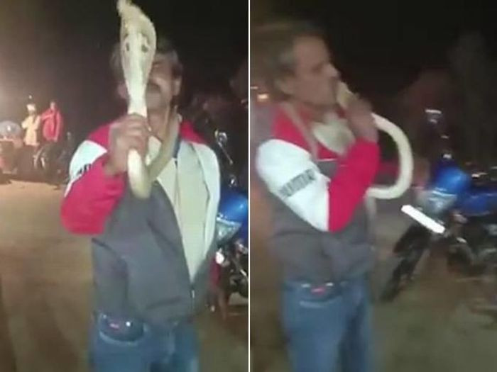 Choi dua voi ran ho mang, nguoi dan ong thiet mang