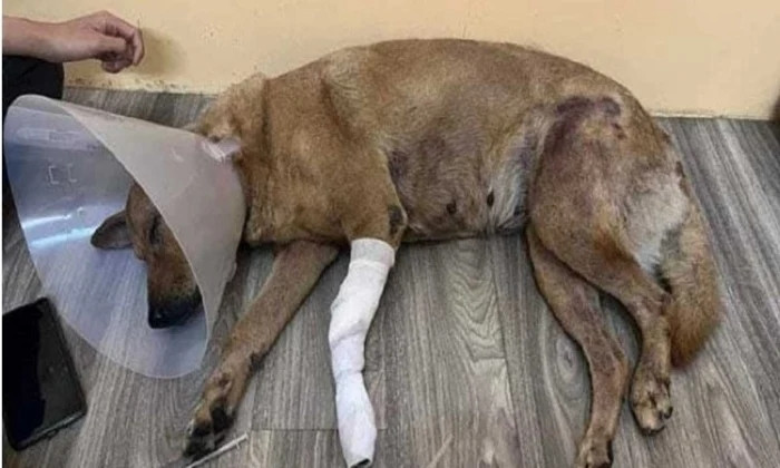 Thanh nien cham lua dot chay cho hoang de tra thu-Hinh-2