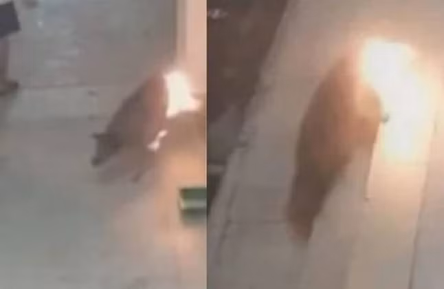 Thanh nien cham lua dot chay cho hoang de tra thu