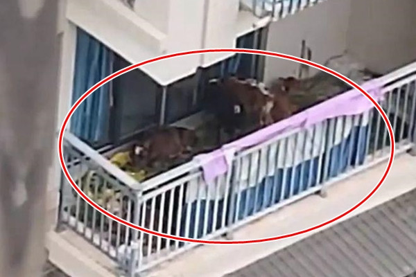 Soc: Gia dinh nuoi 7 con bo o ban cong chung cu Trung Quoc