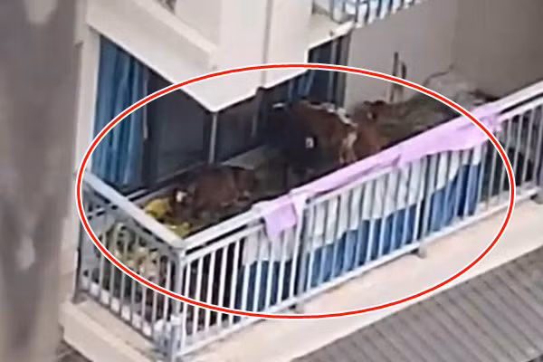 Soc: Gia dinh nuoi 7 con bo o ban cong chung cu Trung Quoc