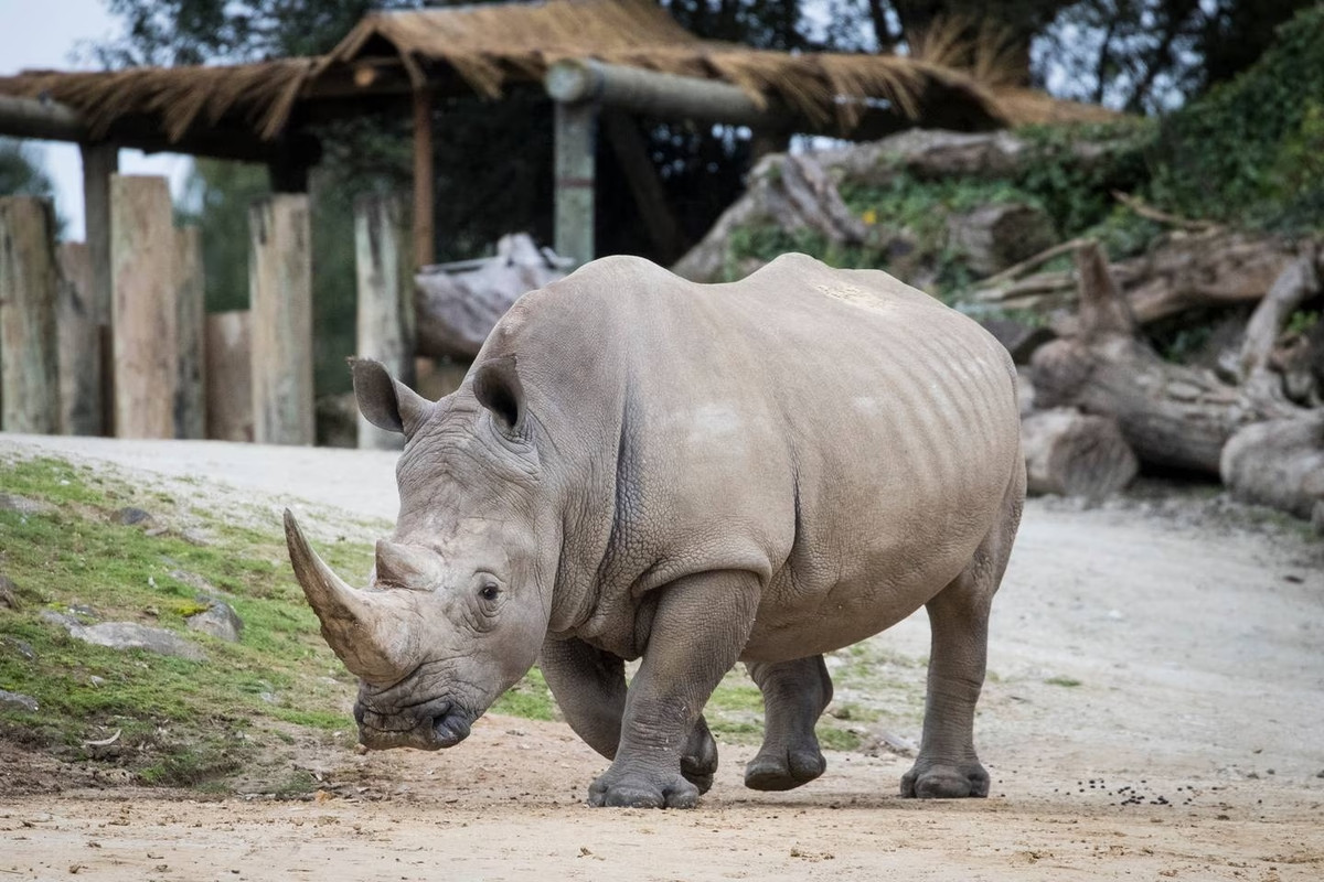 Nguoi dan ong gay soc vi treo vao chuong te giac de tam-Hinh-2
