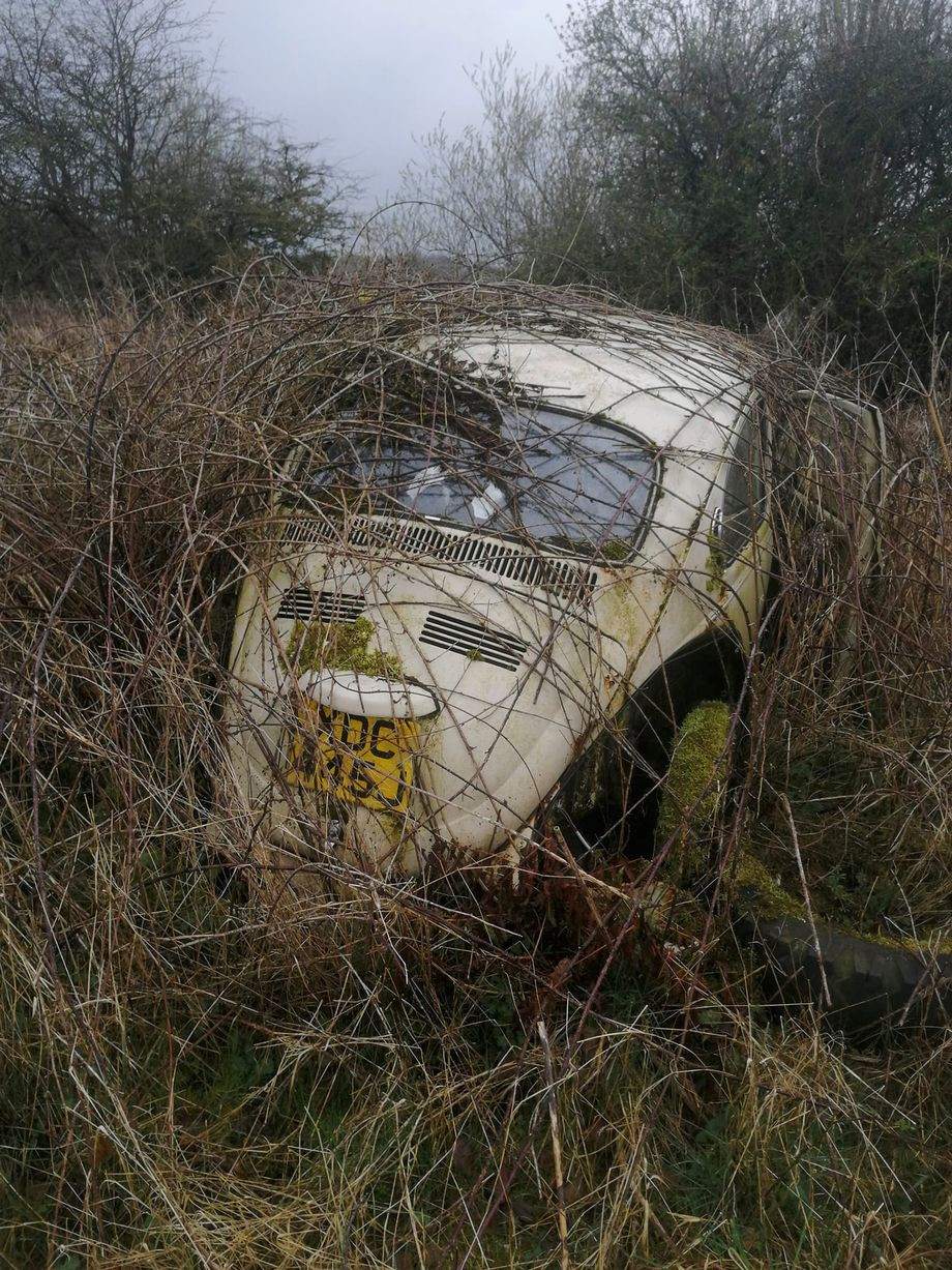 Một chiếc Volkswagen Beetle xinh xắn ẩn mình trong tán lá.