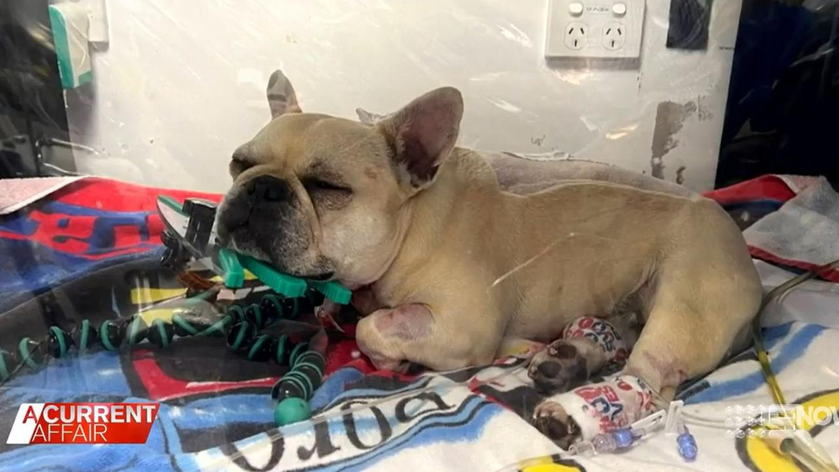 Đưa chó cưng đi cấp cứu, cặp đôi sốc vì viện phí hơn nửa tỷ Dua cho cung di cap cuu, cap doi soc vi vien phi hon nua ty