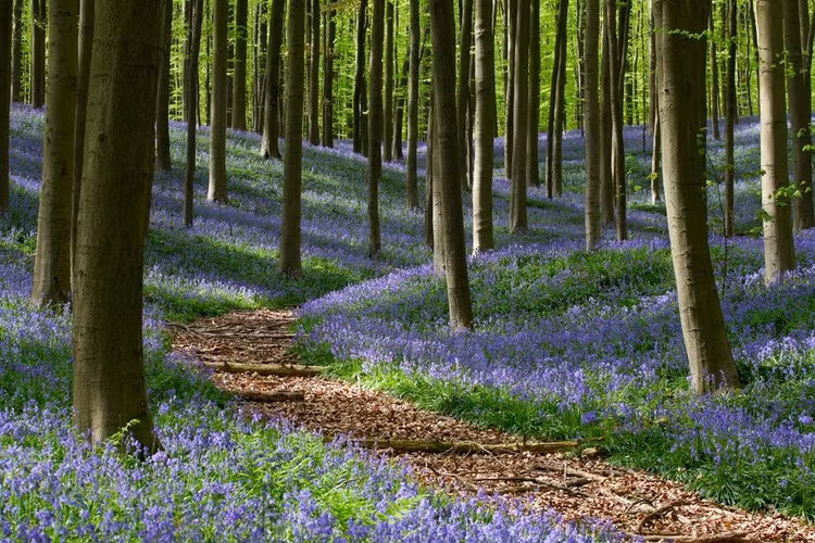 Khu rừng Hallerbos ở Flemish Brabant (Bỉ). Mỗi khi mùa xuân đến, Hallerbos giống như bừng tỉnh sau giấc ngủ đông, hàng triệu đóa chuông xanh cùng khoe sắc tạo nên một thảm xanh trải khắp khu rừng. Ảnh: Monumentaltrees.