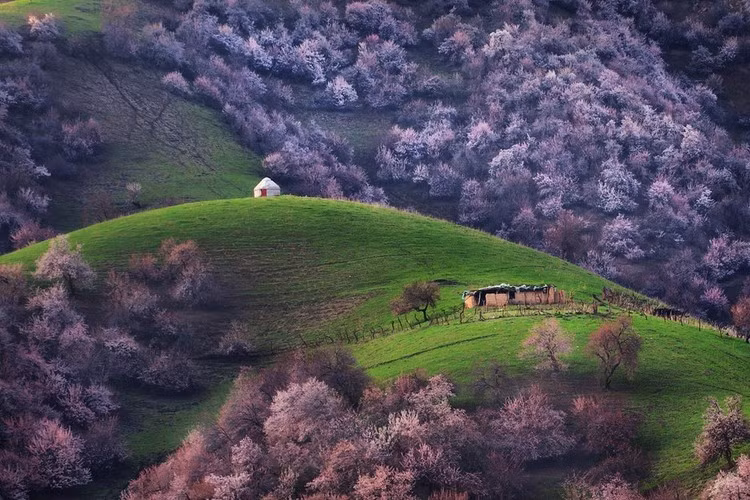 Khu rừng hoa mơ nở rực ở Tân Cương, Trung Quốc, gần biên giới Kazakhstan. Vào mùa xuân, toàn thung lũng được bao phủ bằng màu trắng, hồng của những cánh hoa mỏng manh. Ảnh:Travelmama.