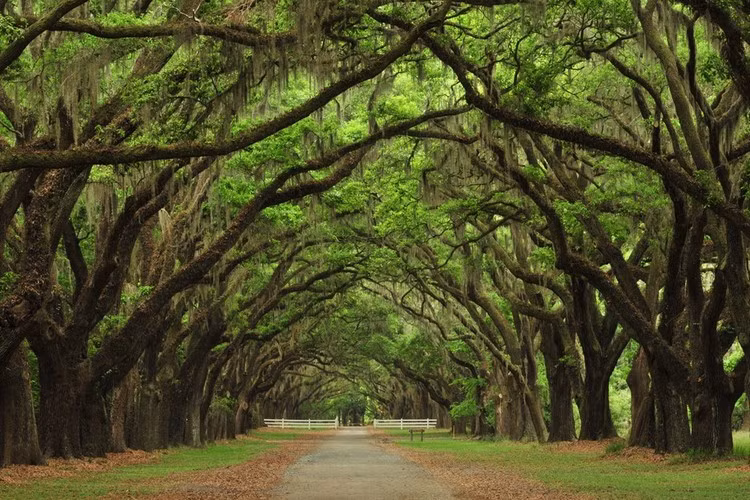 Thành phố Savannah của tiểu bang Georgia (Mỹ) được gọi với biệt danh là “Thành phố Rừng”, bởi có nhiều cây sồi cổ thụ, cành lá đan xen tạo thành vòm cung trên các con đường ở đây. Ảnh: Wordpress.