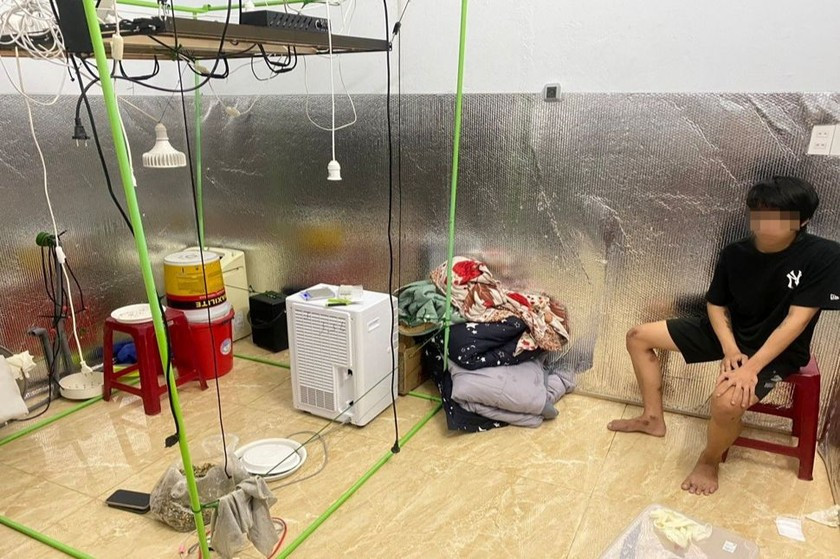 Cận cảnh 3 cây cần sa trong phòng ngủ của nam thanh niên Can canh 3 cay can sa trong phong ngu cua nam thanh nien