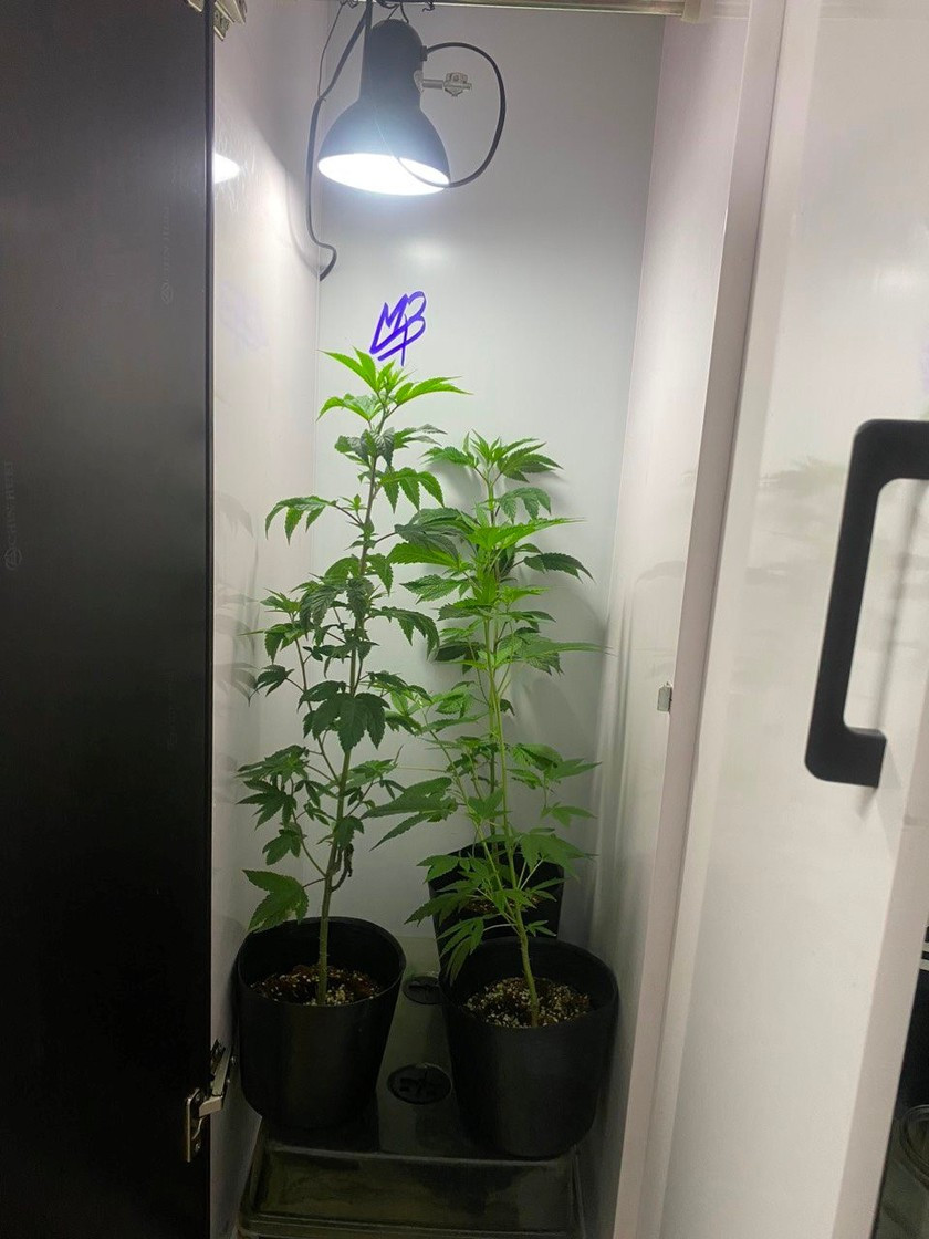 Cận cảnh 3 cây cần sa trong phòng ngủ của nam thanh niên - Hình 2 Can canh 3 cay can sa trong phong ngu cua nam thanh nien-Hinh-2