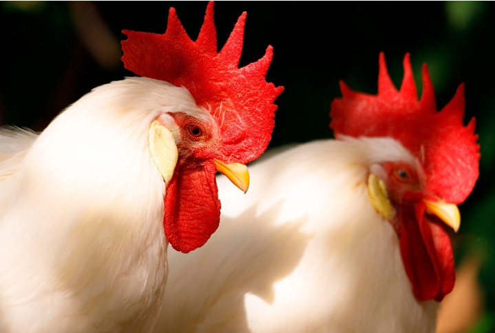 Nhung mon an ky la trong am thuc cua nguoi Nga co-Hinh-7