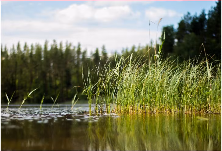 Nhung mon an ky la trong am thuc cua nguoi Nga co-Hinh-3