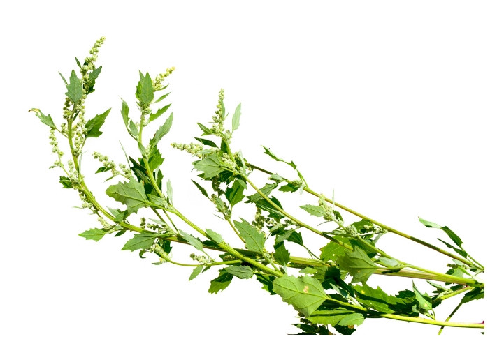 Nhung mon an ky la trong am thuc cua nguoi Nga co-Hinh-4