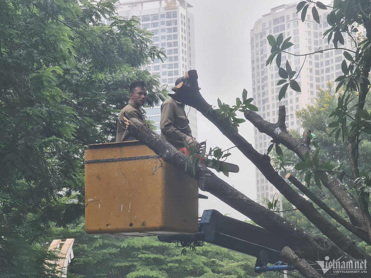 Hà Nội: Cây đa bật gốc đè trúng ô tô 5 chỗ - Hình 3 Ha Noi: Cay da bat goc de trung o to 5 cho-Hinh-3