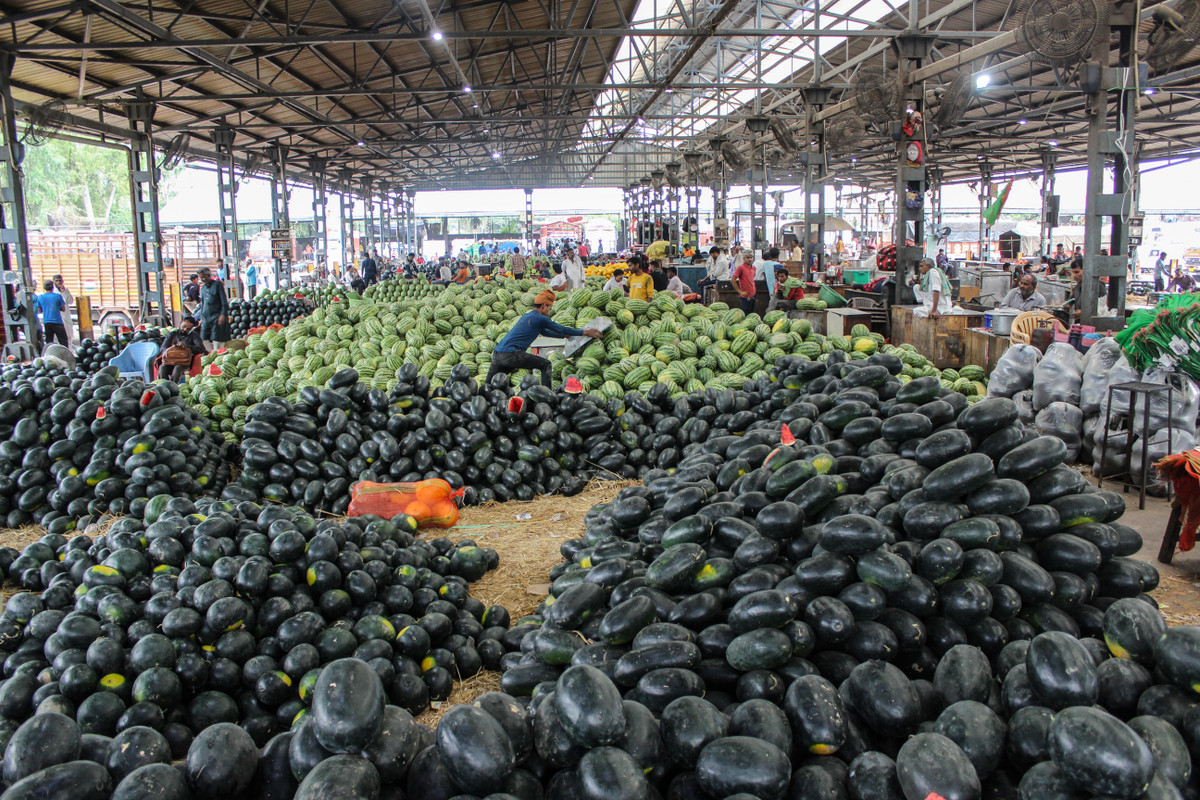 Khối lượng lớn dưa hấu được bảo quản trong kho lạnh để có thể cung ứng cho thị trường thành phố trong những đợt nắng nóng ở Ấn Độ. Dưa thường được tiêu thụ trong mùa hè để giữ nước và duy trì cân bằng dinh dưỡng trong trường hợp đổ mồ hôi quá nhiều. Ảnh: Jazeera.