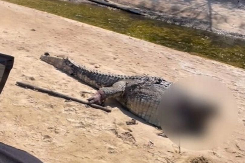 Cảnh cá sấu bị chặt đầu, vứt xác trên bãi biển gây phẫn nộ Canh ca sau bi chat dau, vut xac tren bai bien gay phan no