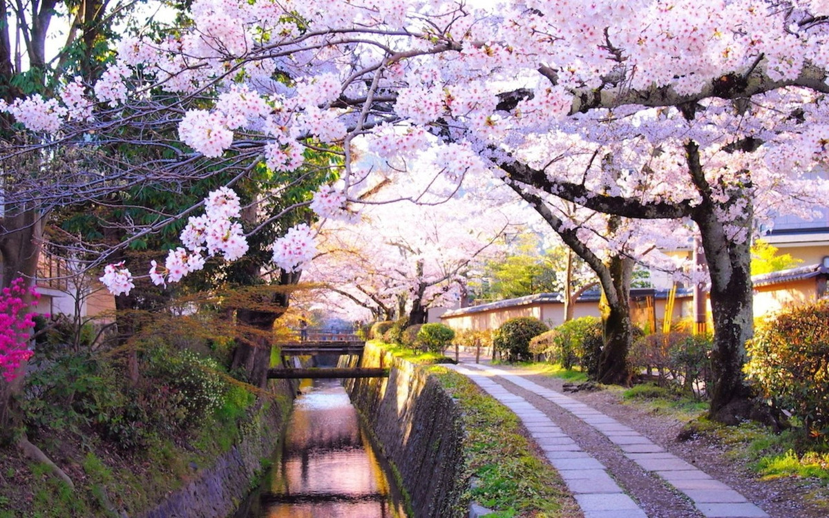 Tetsugaku No Michi ở thành phố Kyoto, Nhật Bản: Con phố này dài chừng 2km tên là Tetsugaku No Michi. Con đường rợp bóng cây anh đào chạy song song với một con kênh và đi qua đền Ginkaku-ji.