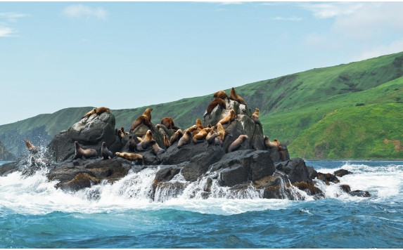 7. Moneron, Vùng Sakhalin: Cả một hòn đảo ở Vùng Sakhalin từng là một ngọn núi lửa. Ngày nay, Đảo Moneron có một trong những công viên đẹp nhất của Viễn Đông, nơi người ta có thể nhìn thấy nơi sinh sản của chim trong đá, nơi cư trú của hải cẩu và thiên nhiên nguyên sơ.