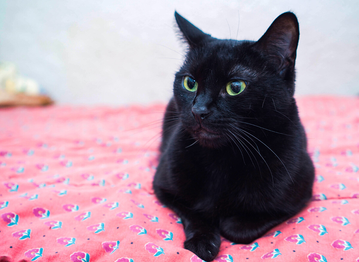 5 su that ve Russian Blue – giong meo quy toc cua Nga-Hinh-5