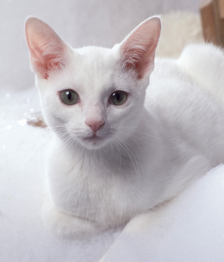 5 su that ve Russian Blue – giong meo quy toc cua Nga-Hinh-4