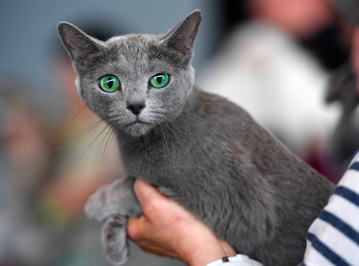 5 su that ve Russian Blue – giong meo quy toc cua Nga-Hinh-3