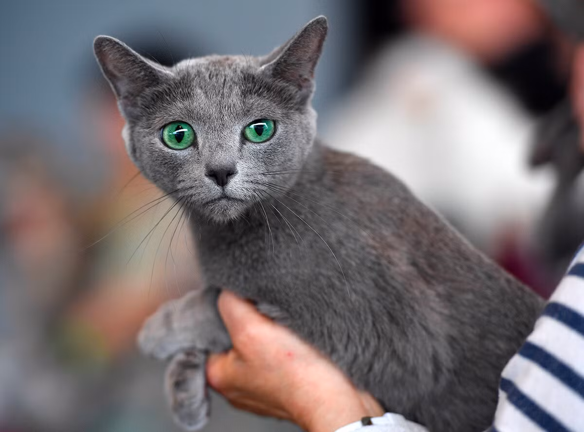 5 su that ve Russian Blue – giong meo quy toc cua Nga-Hinh-3