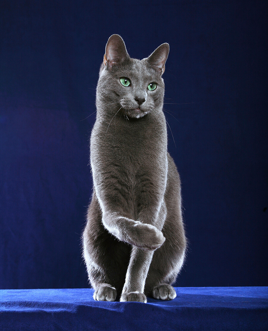 5 su that ve Russian Blue – giong meo quy toc cua Nga-Hinh-6