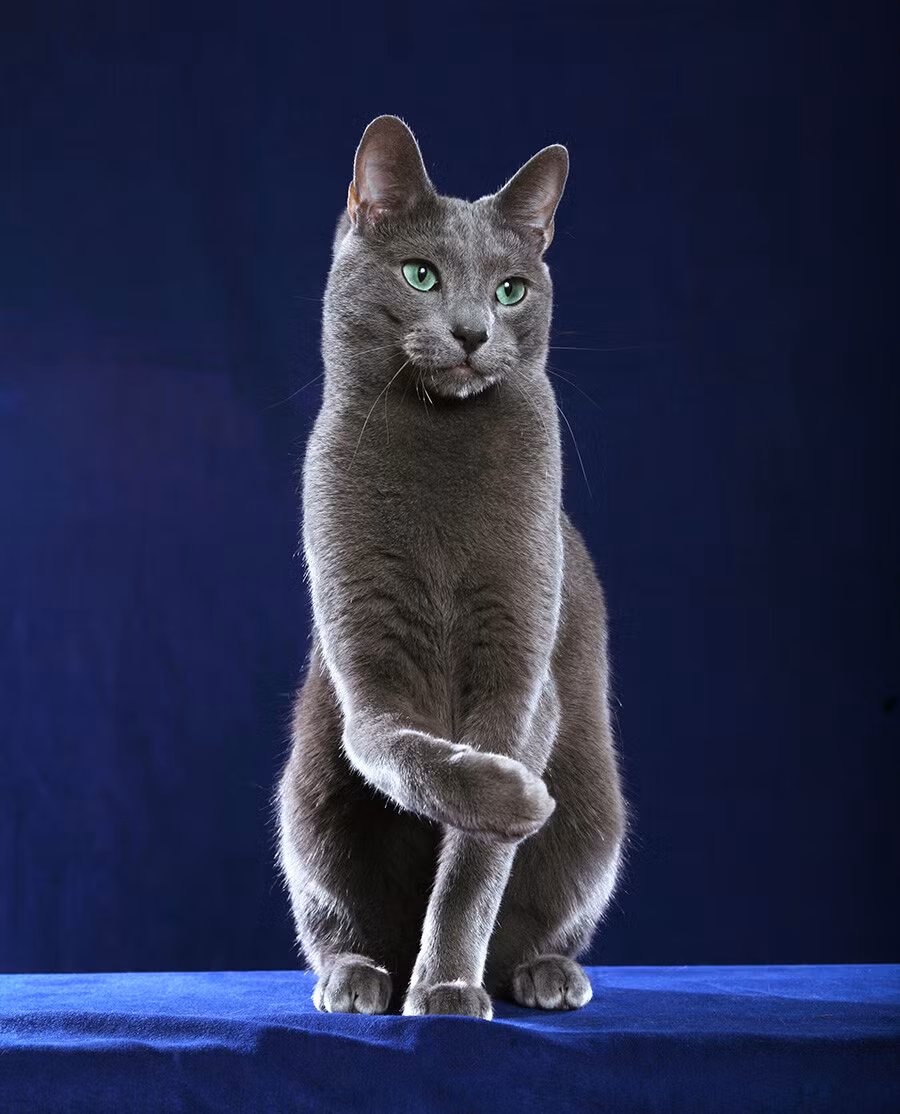 5 su that ve Russian Blue – giong meo quy toc cua Nga-Hinh-6